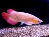 Live Arowana Fish Available